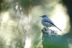 Contopus fumigatus
