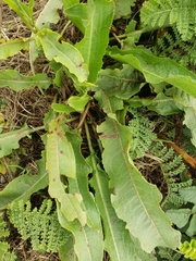 Rumex crispus