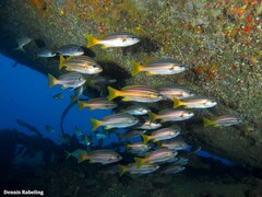 Parapristipoma octolineatum