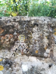 Argiope bruennichi