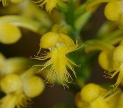 Platanthera × canbyi