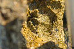 Coryphoblennius galerita