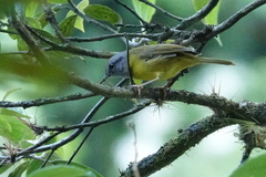 Myiothlypis coronata