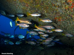 Parapristipoma octolineatum