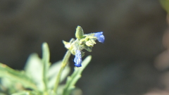 Salvia subincisa
