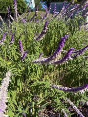 Salvia leucantha