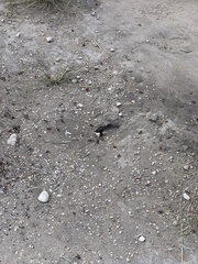 Pogonomyrmex barbatus