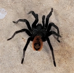 Tliltocatl epicureanus