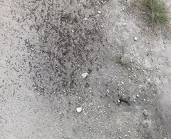 Pogonomyrmex barbatus