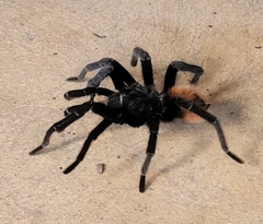 Tliltocatl epicureanus