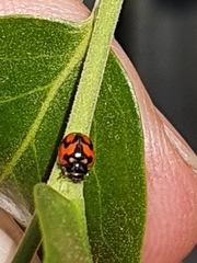Adalia angulifera