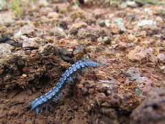 Chromodesmus potosianus