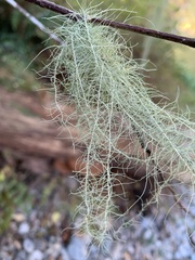 Usnea