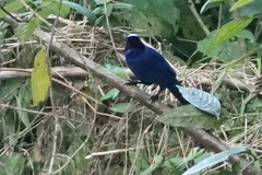 Cyanolyca viridicyanus