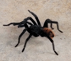 Tliltocatl epicureanus