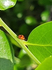 Adalia angulifera