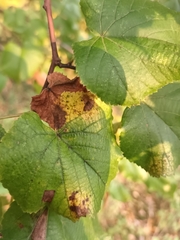 Phyllonorycter issikii