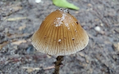 Psathyrella