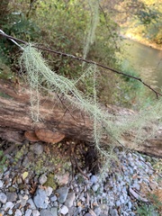 Usnea