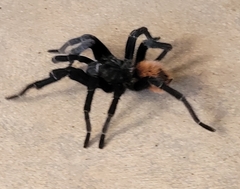 Tliltocatl epicureanus