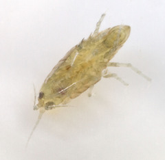 Hyalella