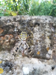 Argiope bruennichi