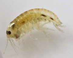 Hyalella