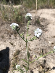 Cryptantha intermedia johnstonii