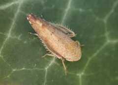 Fieberiella