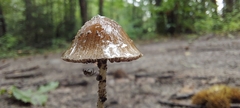 Psathyrella