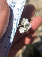 Cryptantha intermedia johnstonii