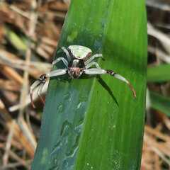 Misumenoides formosipes