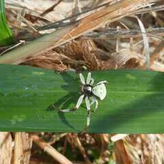 Misumenoides formosipes
