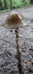 Psathyrella