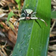 Misumenoides formosipes