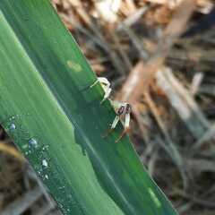 Misumenoides formosipes