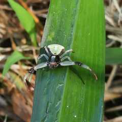 Misumenoides formosipes