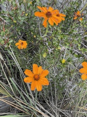 Zinnia juniperifolia