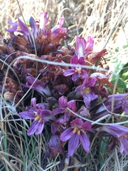 Aphyllon californicum californicum