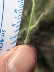 Cryptantha intermedia johnstonii