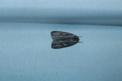 Acronicta lithospila