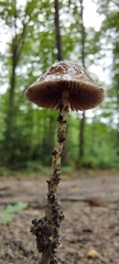 Psathyrella