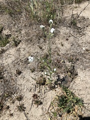 Cryptantha intermedia johnstonii