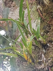 Maxillaria
