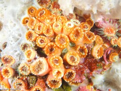 Polycyathus muellerae