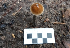 Psathyrella