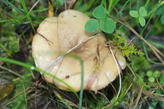 Lactarius pyrogalus