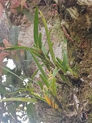 Maxillaria