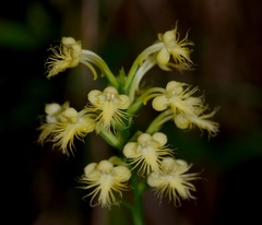 Platanthera × canbyi