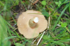 Lactarius pyrogalus